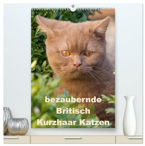 bezaubernde Britisch Kurzhaar Katzen (hochwertiger Premium Wandkalender 2026 DIN A2 hoch), Kunstdruck in Hochglanz: Dieser Kalender zeigt Outdoor ... Britisch Kurzhaar Katzen (CALVENDO Tiere)
