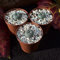 3x Lophophora williamsii peyote, Durchmesser 1,5cm