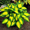 Saterkali Semi di Hosta Plantaginea a colori misti, 200 Pz Semi di Hosta Plantaginea a colori misti Piantaggine profumata Bonsai Decor Plant Giallo Semi di hosta
