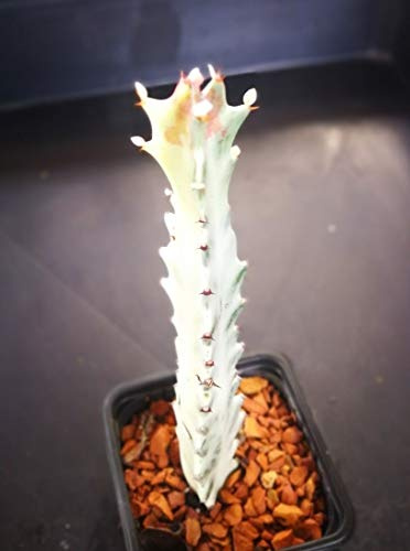 Fantasma 4380. Euphorbia Lactea Bianco. Höhe 14,0 cm. Kaktus-Sukkulente