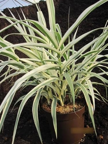 Arundo donax Variegata - Buntblättriges Pfahlrohr