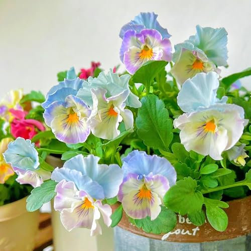 20 Pc Semillas De Pensamiento Resistentes - Semillas De Flores Silvestres, Semillas De Lecho Elevado Semillas De Plantas De Pensamiento, Semillas De Pradera De Flores, Plantas De Jardín