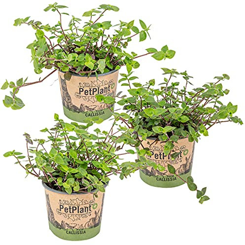 Bloomique - 3er-Set - Callisia Repens - Schildkrötenpflanze - Geeignet als Tierfutter - Zimmerpflanzen - Tierfreundlich - 10-20 cm Hoch - Topf 12 cm