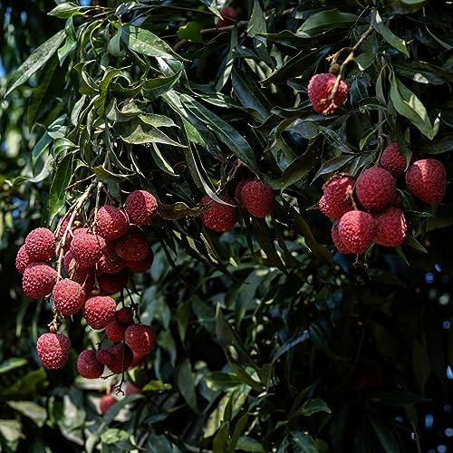 50 Pcs Litschi Samen, Obst Frisch Gartenarbeit Geschenke Für Gartenliebhaber (Litchi Chinensis) Obstsamen Pflanztöpfe Garten Geschenk Spalierobst Bäume Bonsai Topf Bäume Garten Winterhart