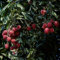 50 Pcs Litschi Samen, Obst Frisch Gartenarbeit Geschenke Für Gartenliebhaber (Litchi Chinensis) Obstsamen Pflanztöpfe Garten Geschenk Spalierobst Bäume Bonsai Topf Bäume Garten Winterhart