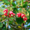 30 pcs Cashewnüsse Samen - Anacardium occidentale - obstbäume kaufen, ostergeschenke Cashewbaum exotische pflanzen, garten hochbeet bonsai baum, gewächshaus zimmergewächshaus anzucht,