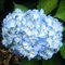 Bauernhortensie 'Gertrud Glahn' - Hydrangea macrophylla 'Gertrud Glahn' 25-30 cm - 25-30 cm Topf