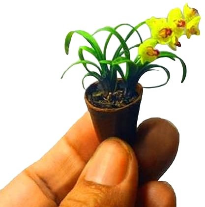 100 UNIDS Raras Mini Orquídeas Semillas Semillas Flor Phalaenopsis Interior Miniatura Jardín para Plantar Jardín