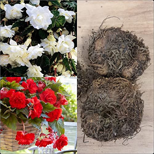 Begonia Pendula Red and White Mix x 6 Tubers/Corms/Bulbs - Hanging Basket Mix