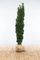 Eiben ‚Fastigiata Robusta‘ – Schmale Säuleneibe – Taxus baccata – Heckenpflanze – Auswahl der Höhe 60–200 cm – immergrün & kompakt – ideal für dichte Hecken und Sichtschutz (Variante 160-180cm)