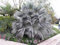 7 graines de Brahea Armata - Mexique Blue Palm