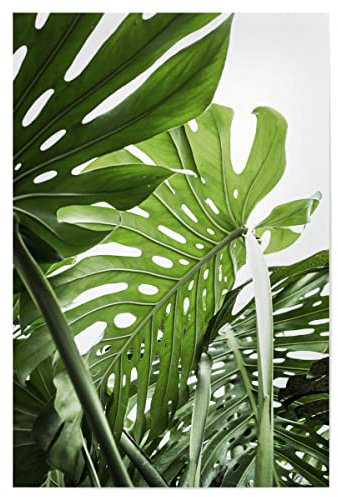artboxONE Poster 30x20 cm Pflanzen & Blätter Natur Jungle - Bild Monstera blätter Botanical