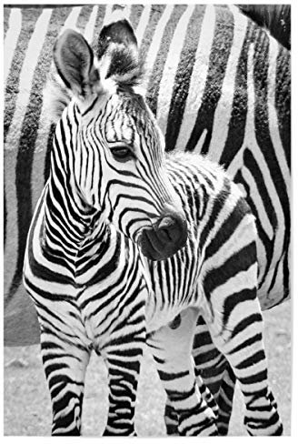 artboxONE Poster 30x20 cm Natur Zebra Baby hochwertiger Design Kunstdruck - Bild Zebra zebrababy