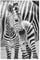 artboxONE Poster 30x20 cm Natur Zebra Baby hochwertiger Design Kunstdruck - Bild Zebra zebrababy