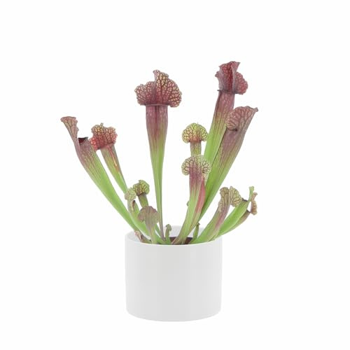 KENTIS - Sarracenia - Pianta Carnivora a Imbuto - Pianta Cattura Mosche - Piante Vere da Interno - H 15-25 cm Vaso in Terracotta Ø 12 cm