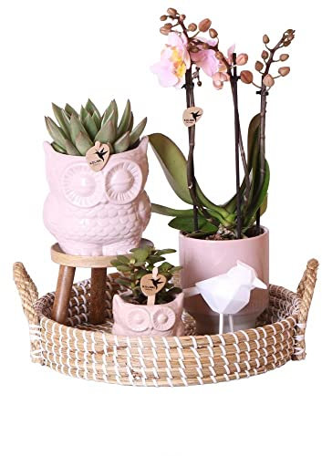 Exotenherz - Indoor-Living-Set mit pflegeleichten Zimmerpflanzen - inkl. Deko - Komplettpreis SET ROMANTIC