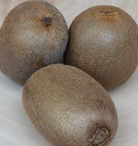 weibliche Kiwi Hayward 125-150cm - Actinidia chinensis - lebende Gartenpflanze aus den Baumschulen