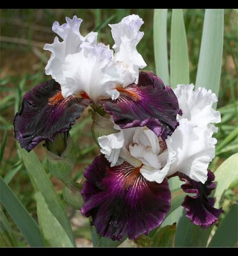 YGHESFDE Bulbos de flores exterior todo año - Bulbos iris de barba - Bulbos de flores exterior iris - Florecer en el jardín de verano-4bulbos-D