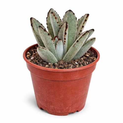 Kalanchoe tomentosa Hasenöhrchen Rarität 6,5cm Topf 15cm hoch