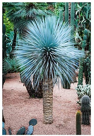 RP Seeds Yucca rostrata (Beaked Yucca) - 10 Seeds