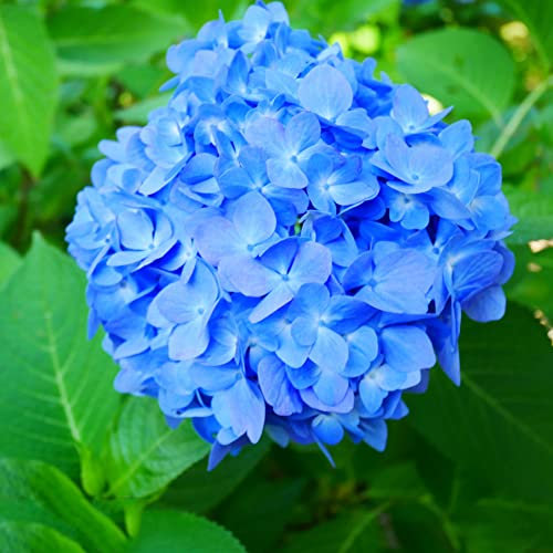 Hortensien Pflanzen Winterhart 100 Blau Blumensamen Bonsai Winterharte Pflanzen Für Garten Bodendecker Winterhart Mehrjährig Balkonpflanzen Blumenbeet