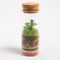 Ecodecs - 1 UNIDAD, Terrario plantas cristal, Plantas Naturales Interior, Jarrones de cristal, Musgo Natural Ecosistema Cerrado Plantas, Macetas Decorativas, Mini Invernadero - MINITERRA SELAGINELLA
