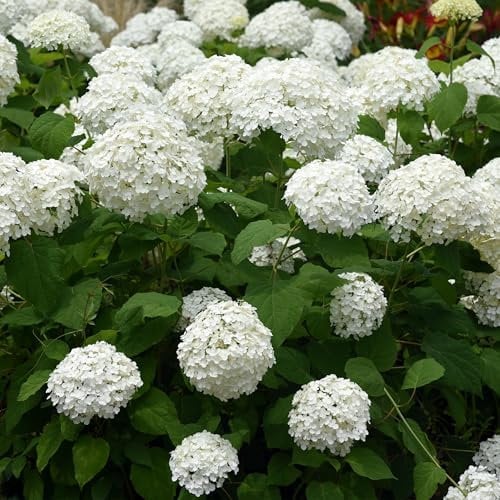 GreenboutiQ - Rispenhortensie - Hydrangea arborescens Annabelle - Blüte Weiß - 1 Pflanze - Laubabwerfend - Große Blüten - Topf 17cm Höhe 50cm