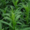 Dragoncello Herb -300 Semi -Non OGM-biologica-Open impollinazione.