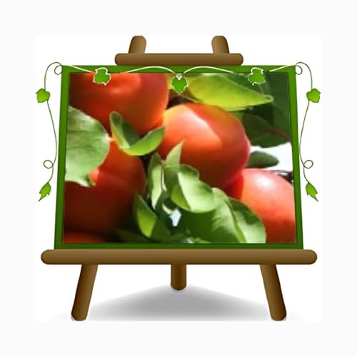 EURO PLANTS VIVAI Abricotier nain - Plante fruitière sur un pot 24 cm. - Arbre max 100 cm. - 4 ans