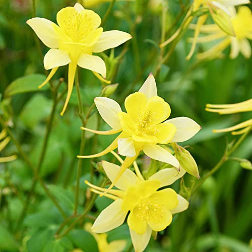 Akelei Samen 500 Gelb Blumensamen Balkon Akelei Pflanze Saatgut Garten Blumen Bonsai Samen Blumenwiese BlüTen Bodendecker Winterhart MehrjäHrig Balkonpflanzen