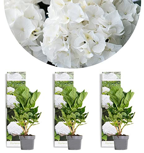 Bloomique - 3er-Set - Hydrangea Macrophylla Wudu - Hortensie - Bauernhortensie - Gartenpflanzen - Winterhart - 20-30 cm Hoch - Topf 10,5 cm