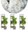 Bloomique - 3er-Set - Hydrangea Macrophylla Wudu - Hortensie - Bauernhortensie - Gartenpflanzen - Winterhart - 20-30 cm Hoch - Topf 10,5 cm