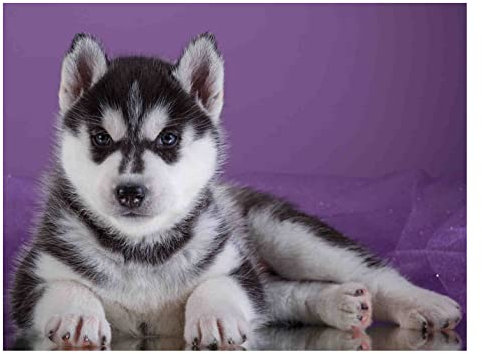 Viplili Diamant-Malerei-Set für Erwachsene, sibirischer Husky-Hund, Anfänger, Vollkreis, Diamant-Kunst-Paket, Strass, Wanddekoration, Basteln, 50,8 x 61 cm
