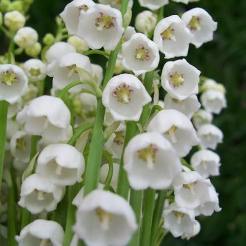 Maiglöckchenzwiebeln, kältebeständige Staude, Duftblume, weiße Glockenblume-25zwiebeln-C