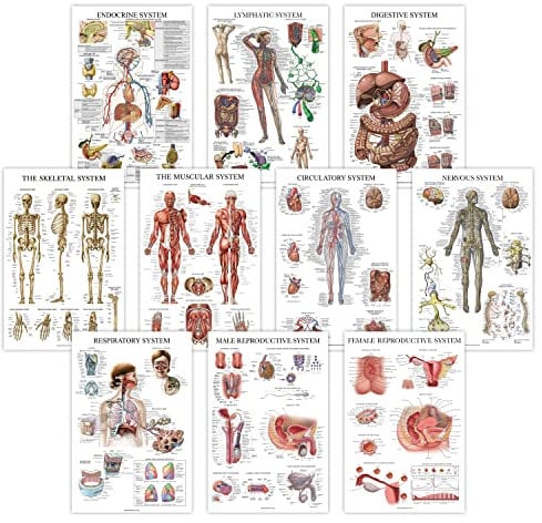 Anatomisches Poster-Set, laminiert, Muskel-, Skelett-, Verdauungs-, Atem-, Kreislauf-, Endokrin-, Lymph-, männliche und weibliche Fortpflanzung, Nervensystem, Anatomiediagramm-Set, 45,7 x 61 cm, 10