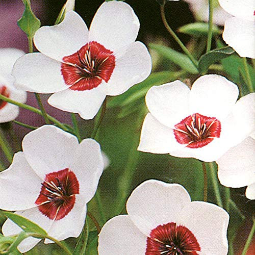50 Linum Grandiflorum Bright Eyes Seeds - White Flowers with Dark Red Centre - 50 Seeds