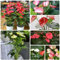150 pcs anthurium pflanze samen - gartenblumen mehrjährig winterhart,Anthurium andraeanum,anthurium clarinervium,Flamingoblume balkonblumen balkonpflanzen winterhart nachhaltige geschenke