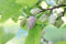 Weiße Maulbeere Morus alba Pflanze 25-30cm Maulbeerbaum Obstbaum Obstpflanze