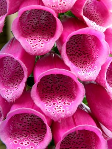Roter Fingerhut (Digitalis purpurea) Samen. Zier- & Heilpflanze (5000 Samen = 0,4g)