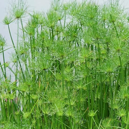 200 Pcs Papyrus Pflanze Samen - Cyperus Papyrus - Schnellwachsende Sträucher Als Sichtschutz Zypergras Ziergras Samen, Pflanzen Züchten, Echte Pflanzen Für Drinnen Luftreinigende Zimmerpflanzen,