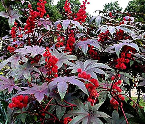 50 Stück Thuja-Seeda-Pianta