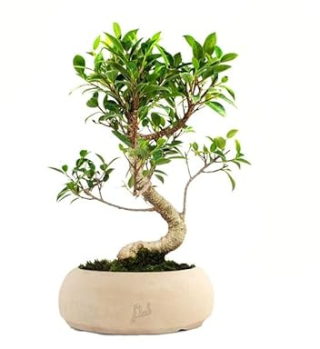 Ficus retusa Bonsai Altezza 25 cm, Pianta Vera, Pianta da Interno - Vaso Artigianale in Terracotta - Bianco