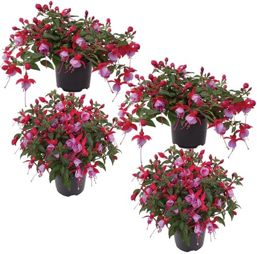 Fushia Planta de Jardín con Flores Colgantes Impresionante y Natural