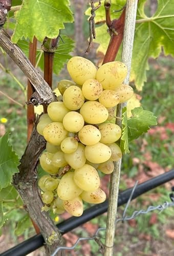Arkadia – Bio-Tafeltraubenrebe mit riesigen, goldgelben Trauben | süß, kernarm & frühreifend | pilzresistent & robust | EG-ÖKO 2018/848 | aus der Rebschule Vitiserve (Franken)