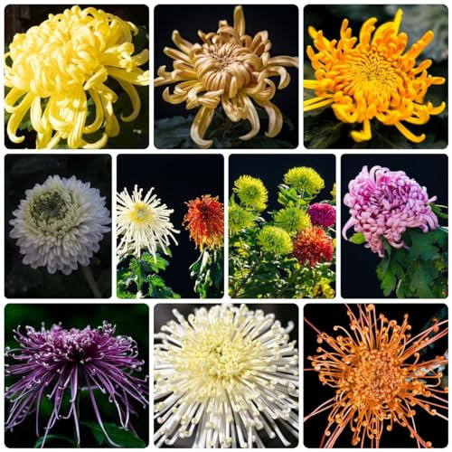 500 Pcs Chrysanthemen Pflanzen Samen, Herbst Dekoration, Exotische Pflanzen Winterhart Chrysantheme Samen, Topfpflanzen Draußen Winterhart, Frühlingsblumen Winterharte Pflanzen