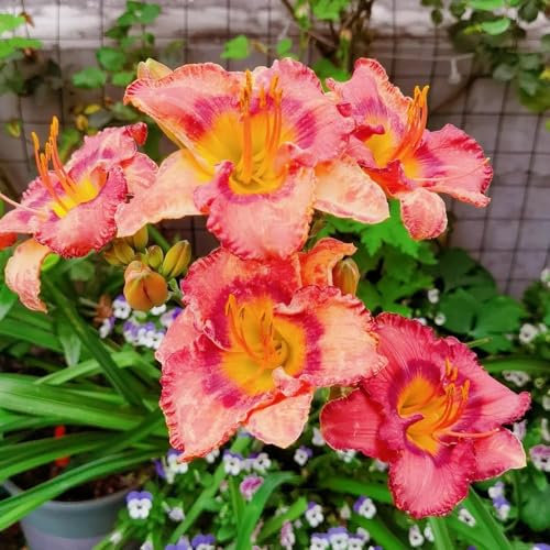 30 pcs taglilien winterhart pflanze samen, Taglilie, gartenpflanzen winterhart, ostern geschenk Hemerocallis alte sorten saatgut, pflanzen winterhart blumen balkon, bonsai samen blumensamen