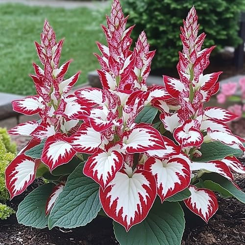 Hosta Plant seeds100pcs red