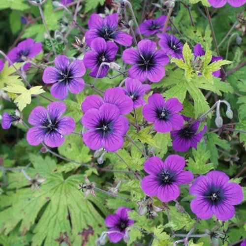 Plant Theory 9cm Pot Geranium Ann Folkard Cranesbill Perennial