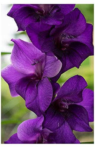 10x Gladioli Purple Flora Large Summer Flowering Bulbs Gladiolus Easy to Grow Beautiful Sword Lily Garden Cut Flowers