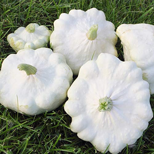 Custard White Kürbis Samen für ca. 10 Pflanzen - dekorativer Speisekürbis